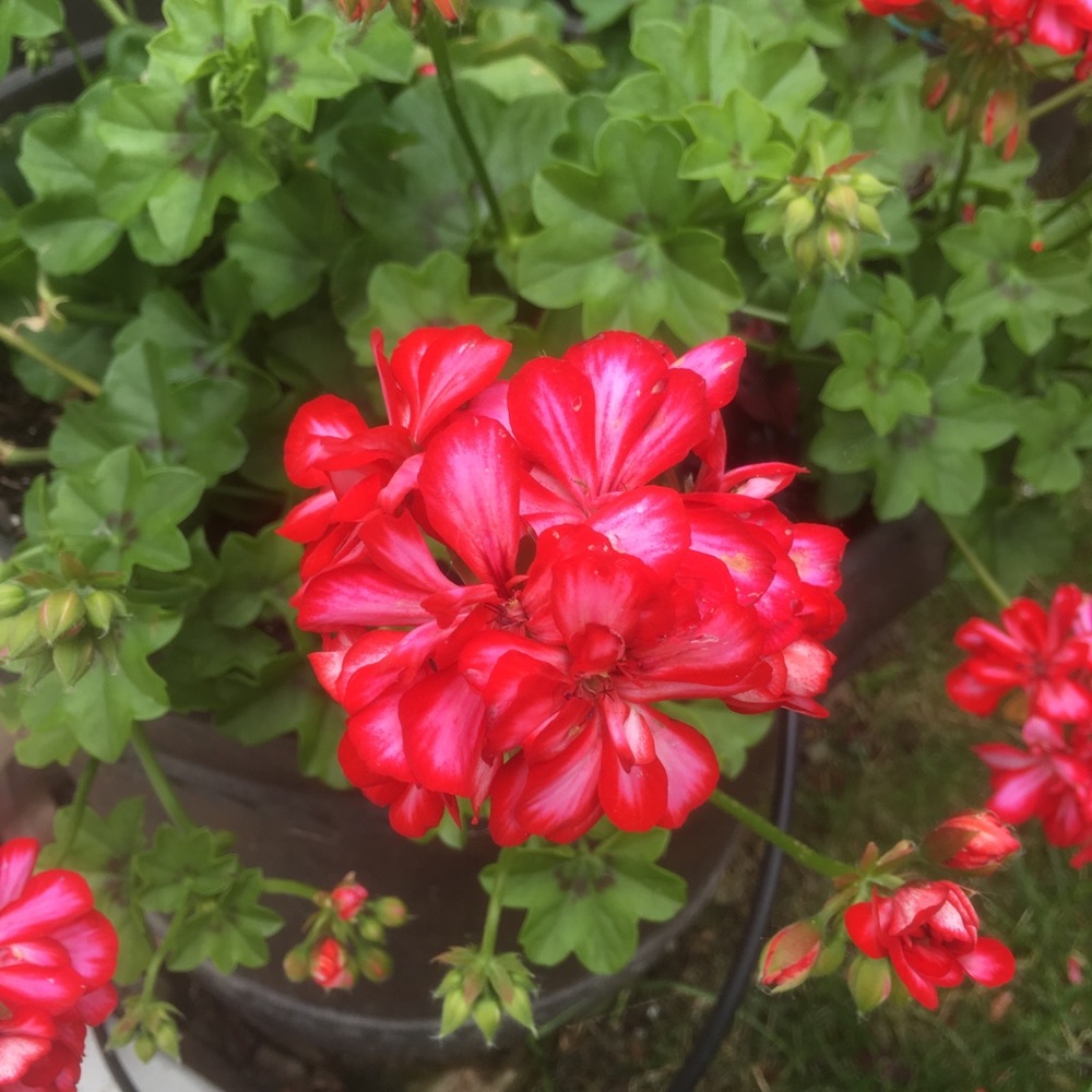 Meet your Posher, Lem